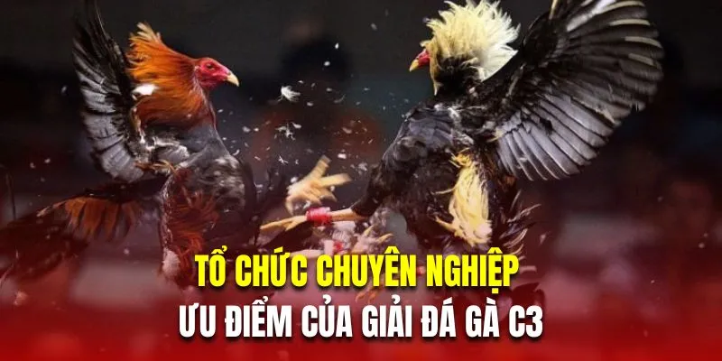 Không khí sôi động tại đá gà C3